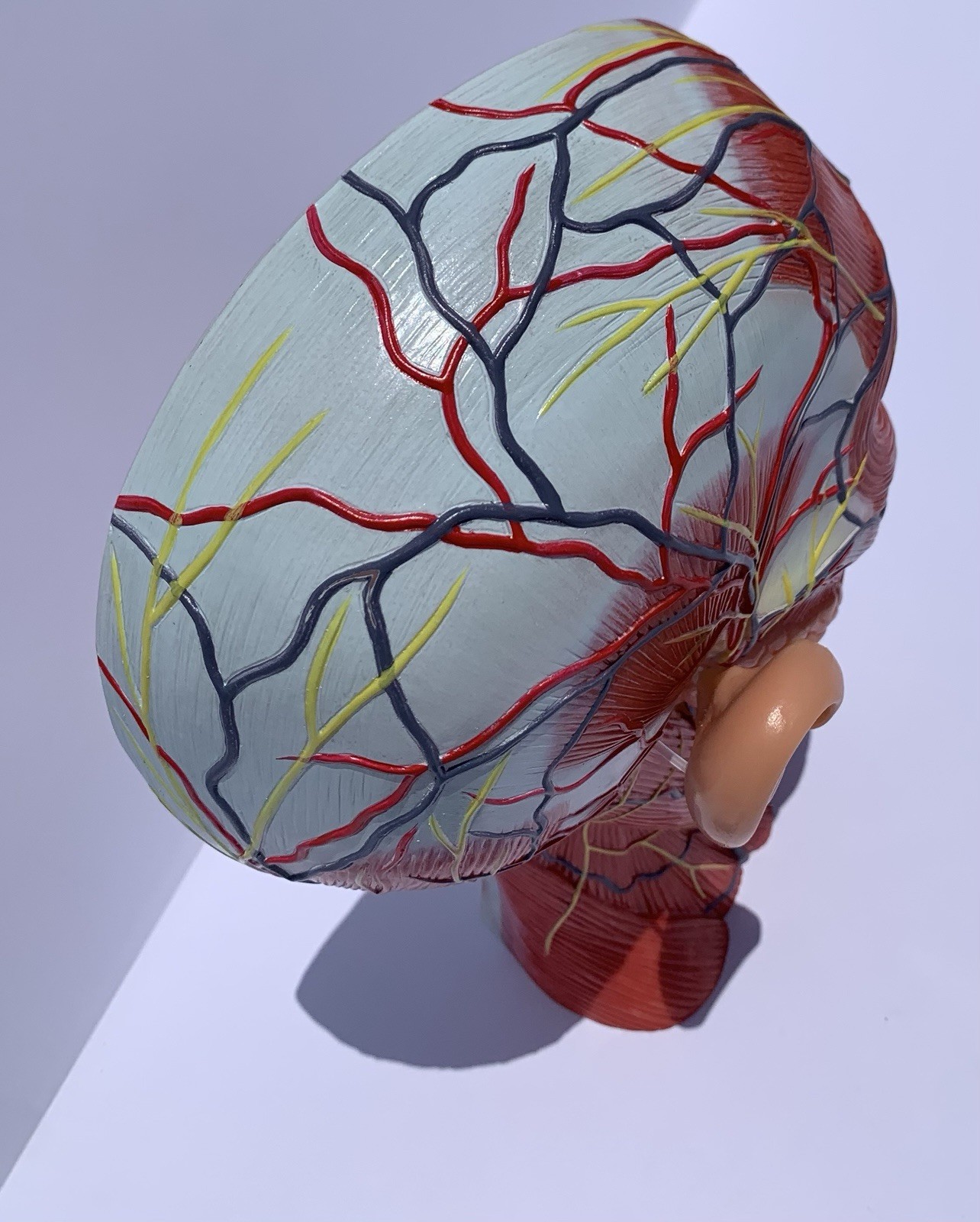 Human Half Head Anatomy Model Life Size Neurovascular Medical Teaching Aid