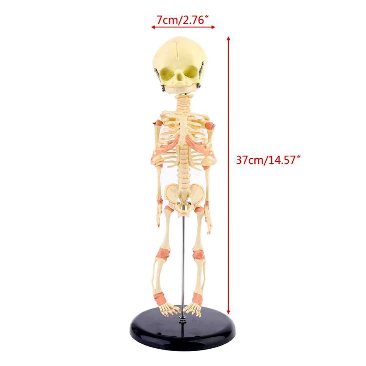 Creepy FETAL HUMAN BABY SKELETON REPLICA w/STAND-Jaw Opens-Halloween Horror Prop