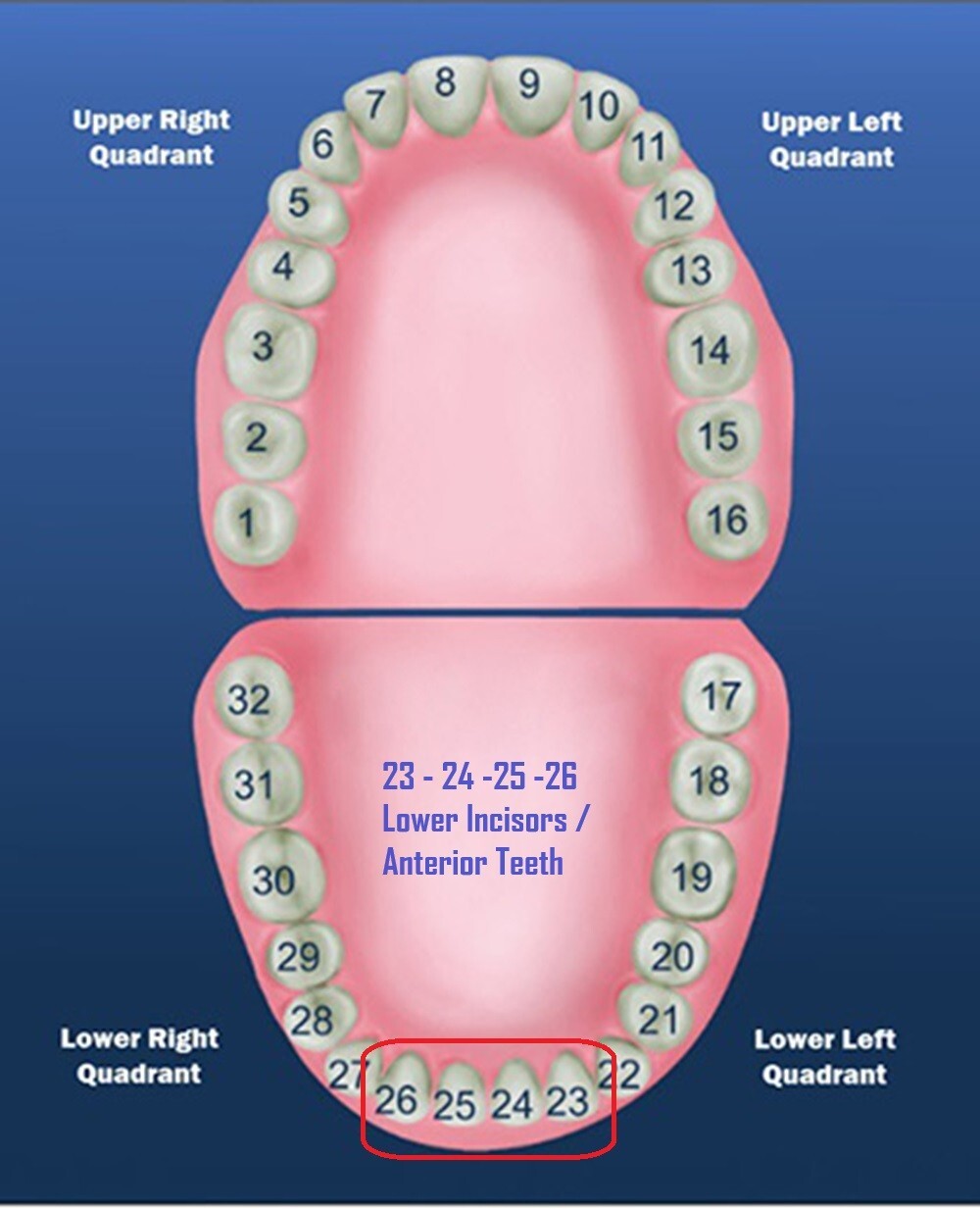 DENTAL POLYCARBONATE TEMPORARY CROWNS #64 (LAL) LOWER ANTERIOR LONG 5/PACK