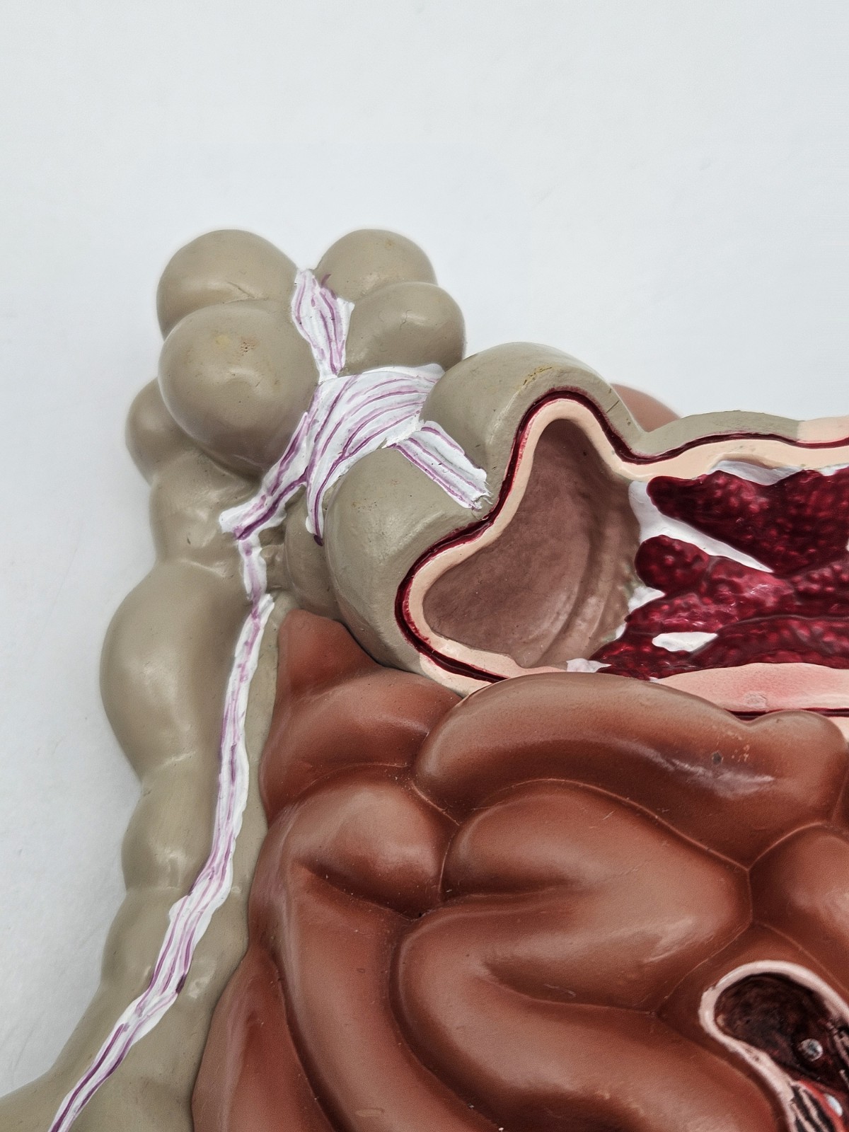 GI Tract Anatomy Model Handpainted Medical Display Gastro Intestinal Display