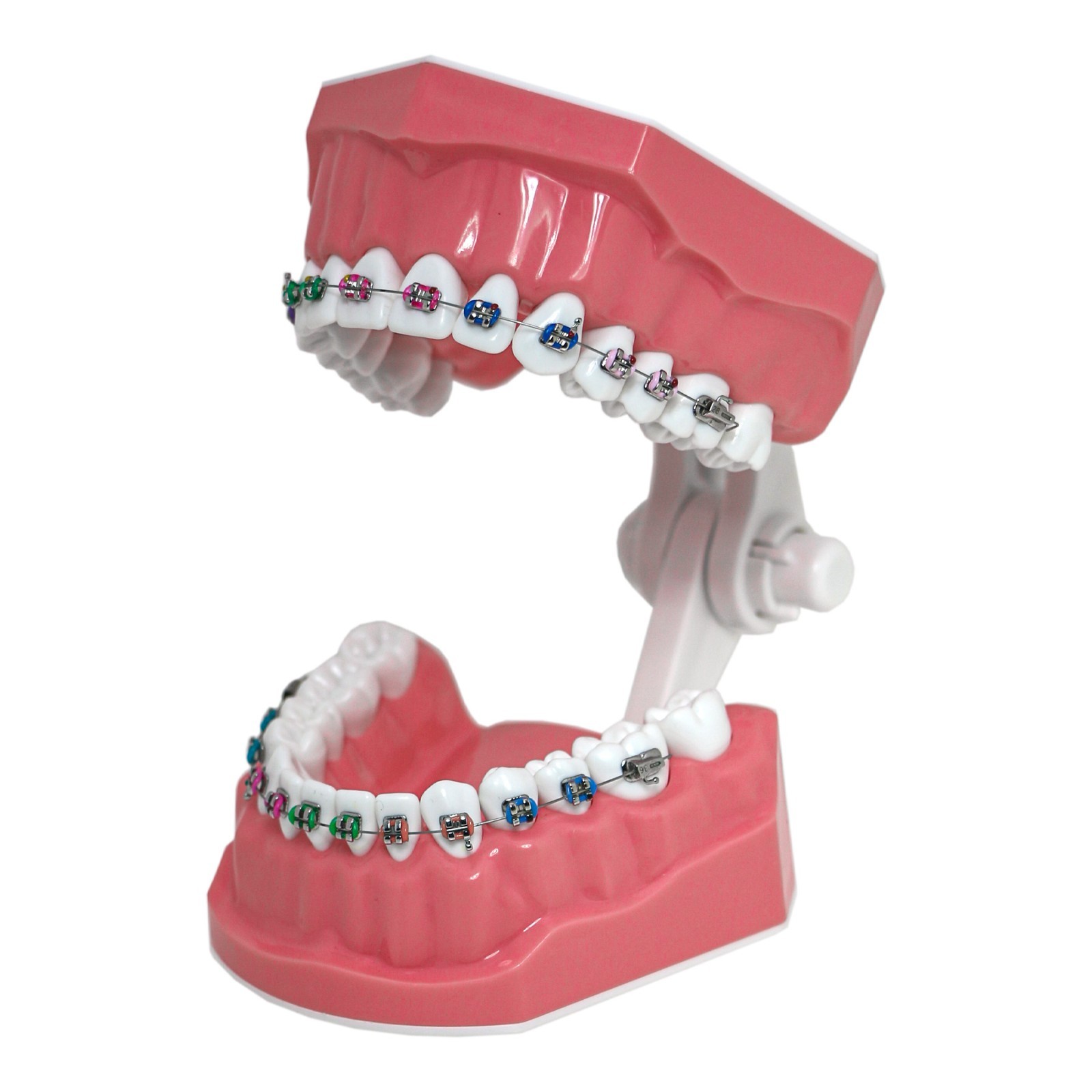 US Dental Orthodontic Typodont 1:1 Teeth Model with Brackets Braces M7010-2 New