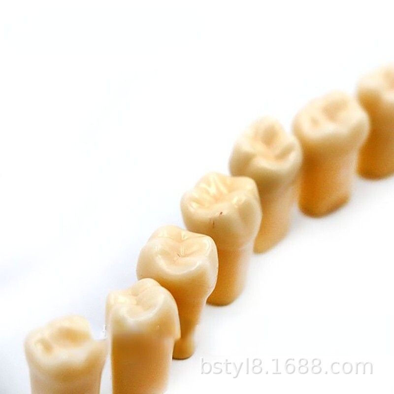 28 Pcs Dental Typodont Teeth Model Kilgore NISSIN 200 Type Removeable Teeth