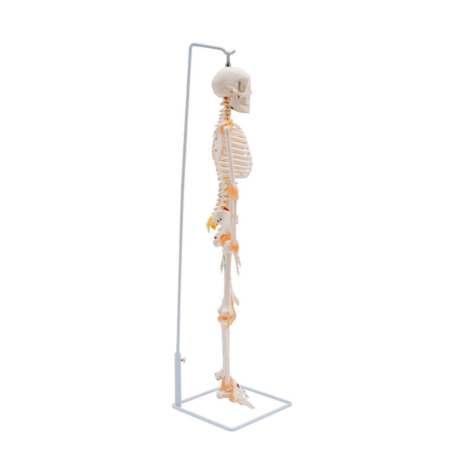 34″ Hanging Style Human Skeleton Model For Doctors’ Office or Anatomy Classroom