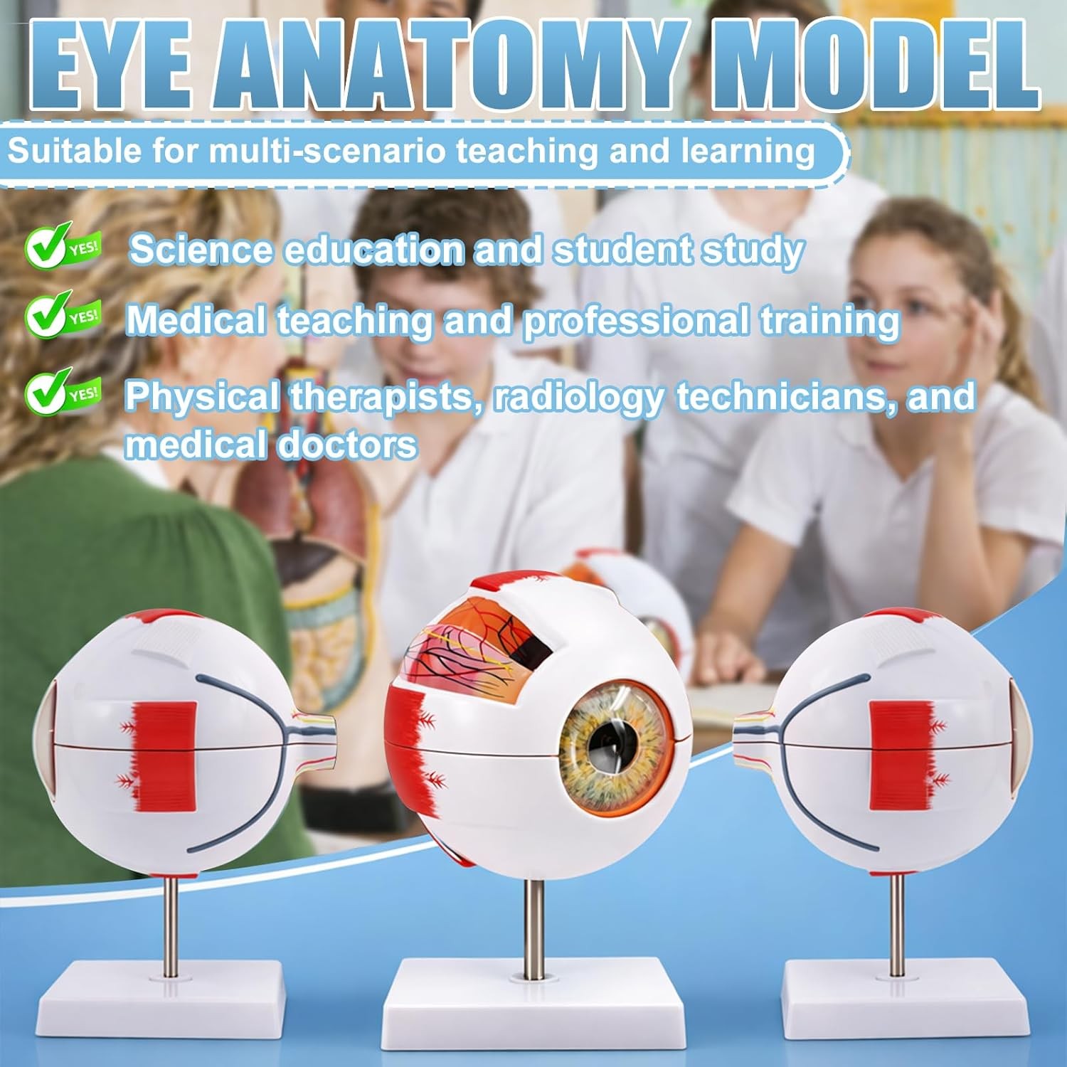 Eye Anatomy Model, 6X Enlarged Eyeball Model, Human Eye Anatomical Model for Sci