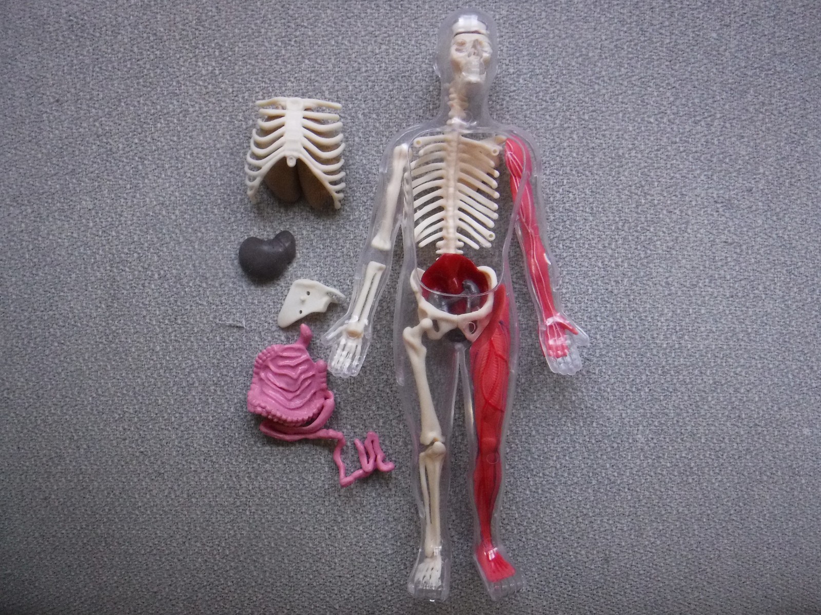 Human Body Anatomy Model 13″ Invisible Man Skeleton heart brain muscles lungs
