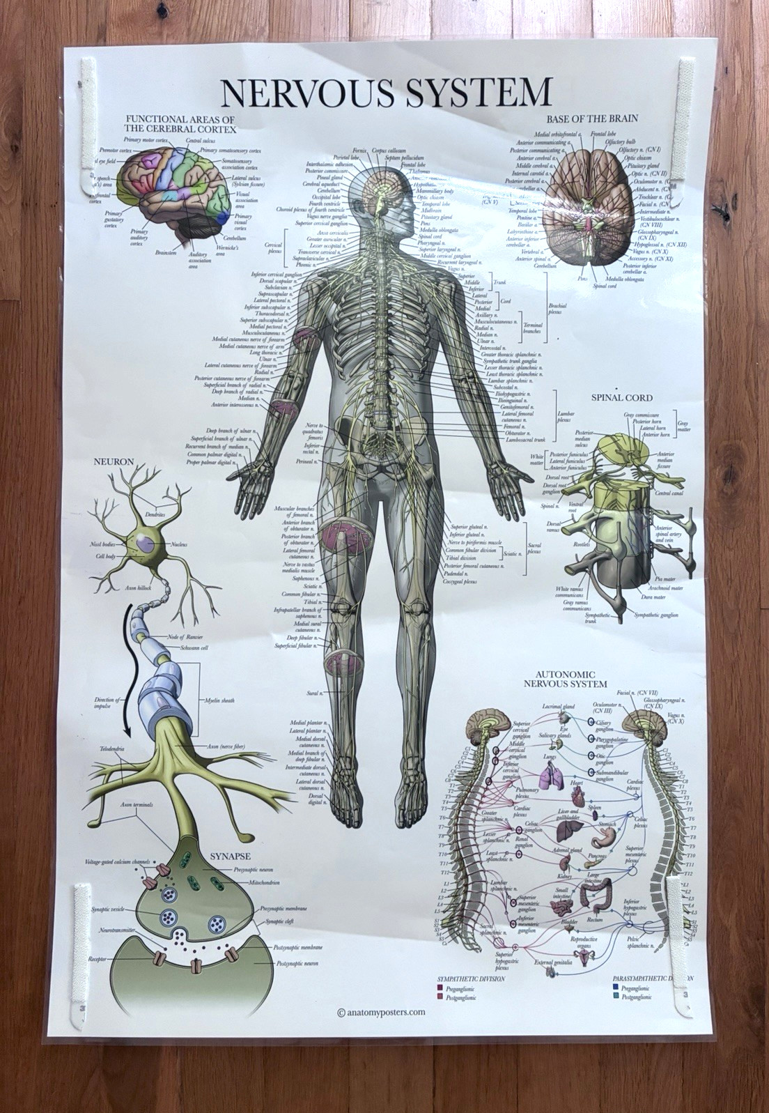 4 Human Anatomy Posters Laminated Medical Biology Health Classroom 18X27
