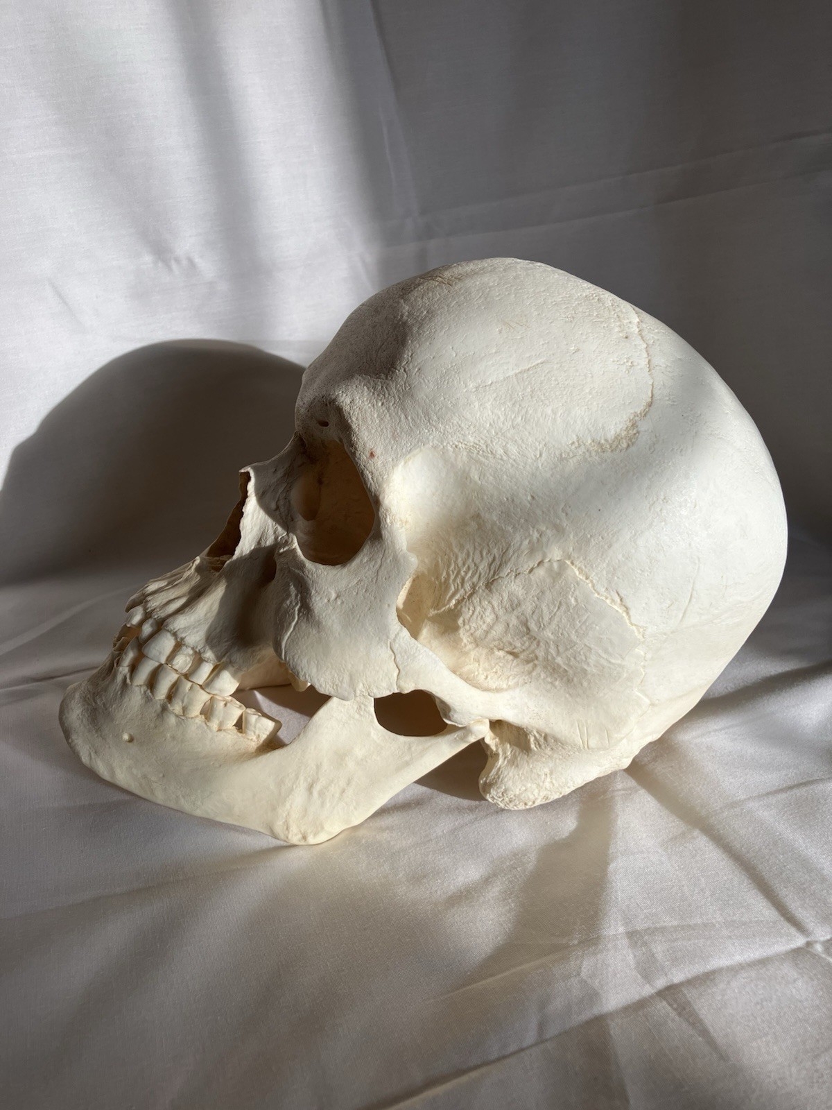 France casting southwestern indigenous skull replica