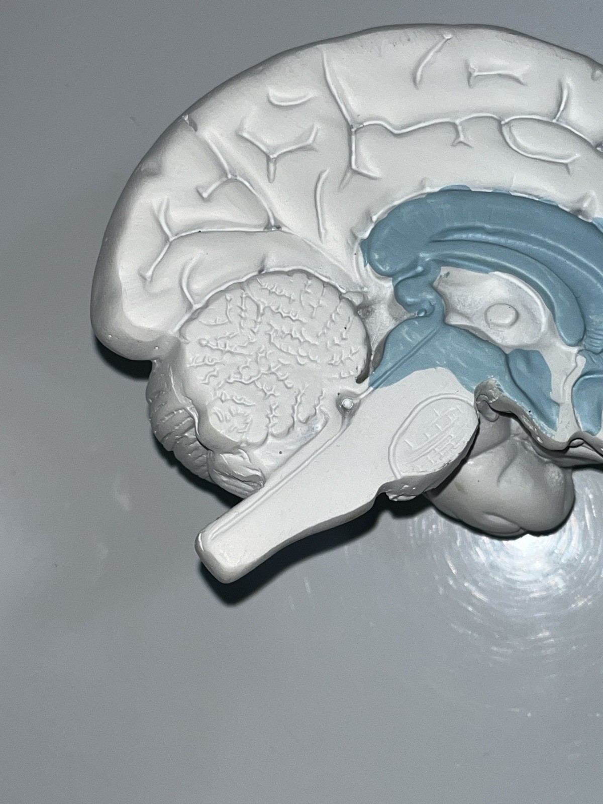 Scientific Model Human Brain 2-part, Display, Paint Your Way, Classroom, Study