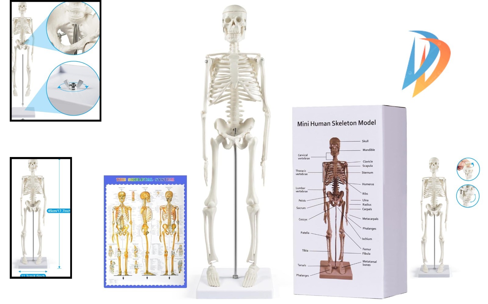Realistic 17.7” Mini Human Skeleton Model – Movable Arms & Legs for Education