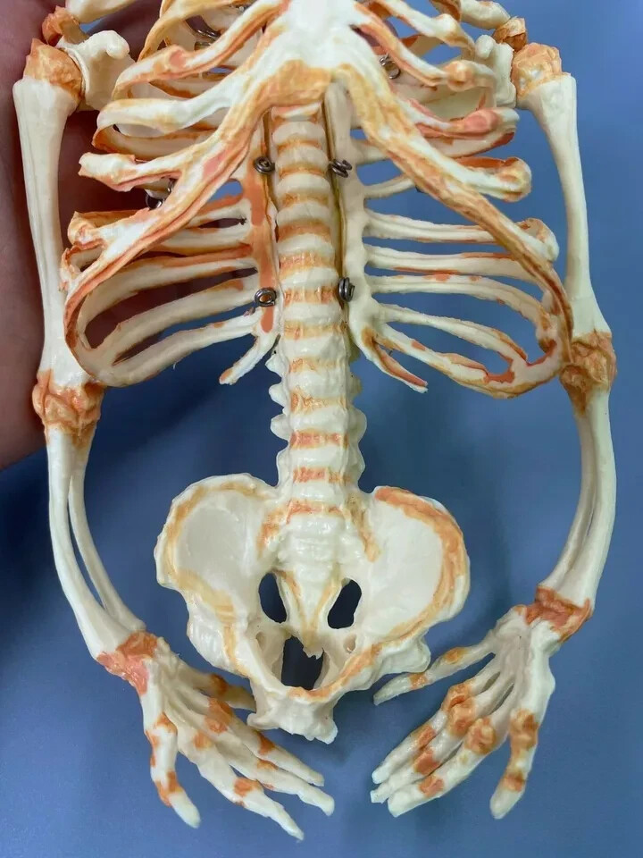 13.7″ Baby Skeleton Model Fetal Model Human Body Teaching Newborn Baby Skull
