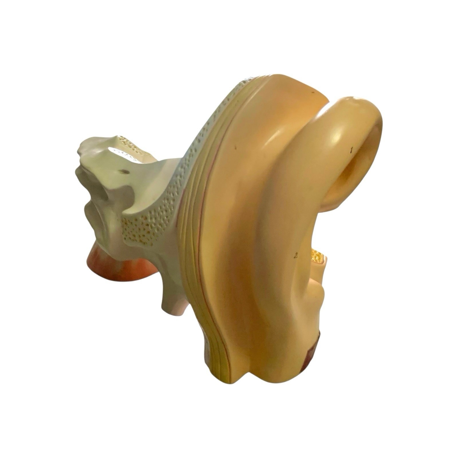 Ear Anatomy Model Signed Dated 1988 Science Medical Decor
