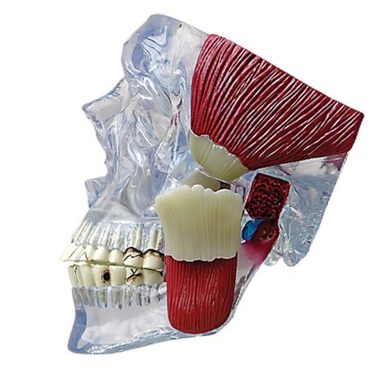 TMJ Temporomandibular Jaw GPI Model LFA #2880. Make Us an Offer! SEE VIDEO