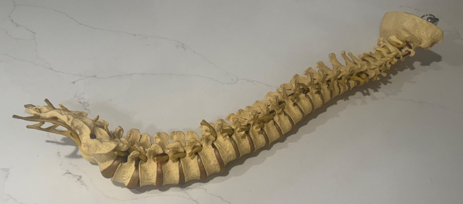 ANNATOMICAL ANATOMY 24″ HUMAN VERTEBRAL COLUMN SPINE WITH SACRUM MODEL