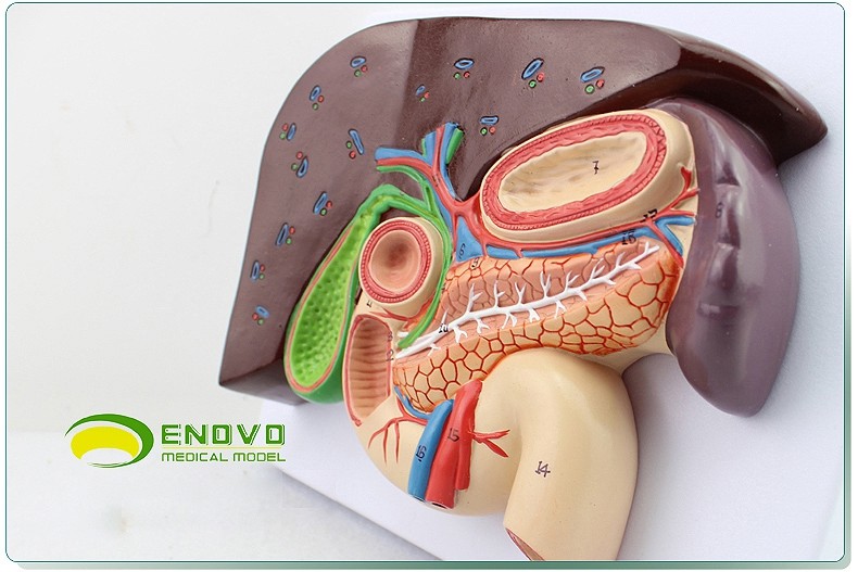 1:1 life size Human Digestive System Model Medical Science Stomach Anatomy