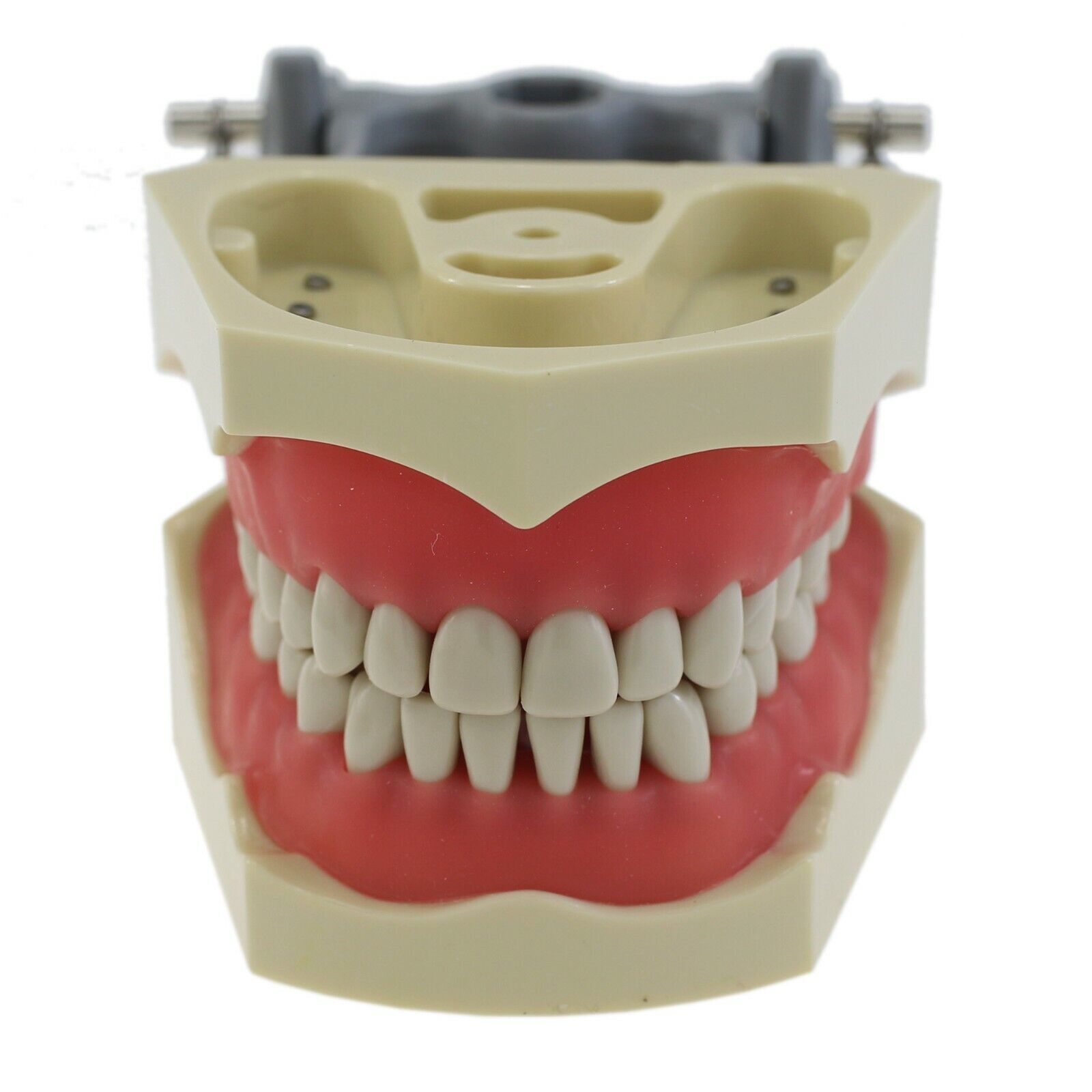 Dental Typodont Teeth Model Ortho Implant Pathological Perio Practice Demo Model