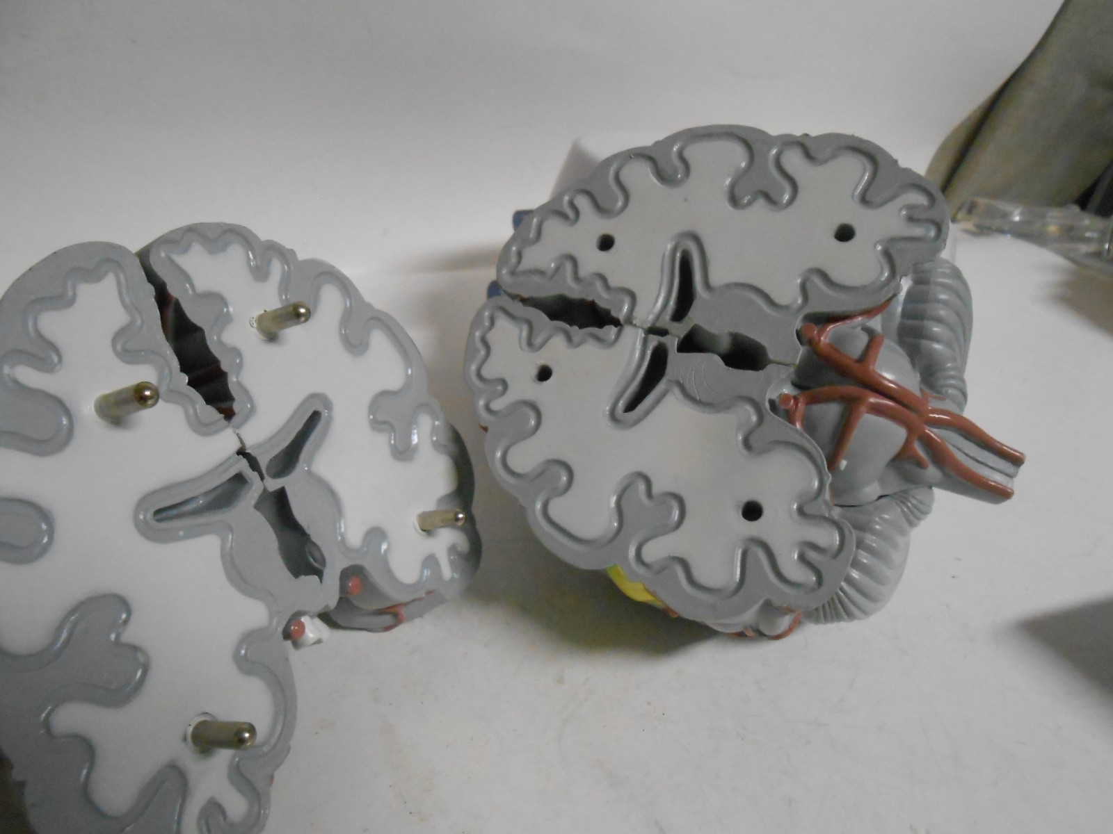Human Brain Model Medical Doctor Office Display Teaching Education Study Science