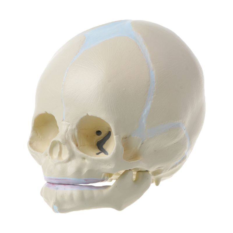 Life Size Baby Head Model Anatomical Baby Head Skull Model Baby Skeleton Model