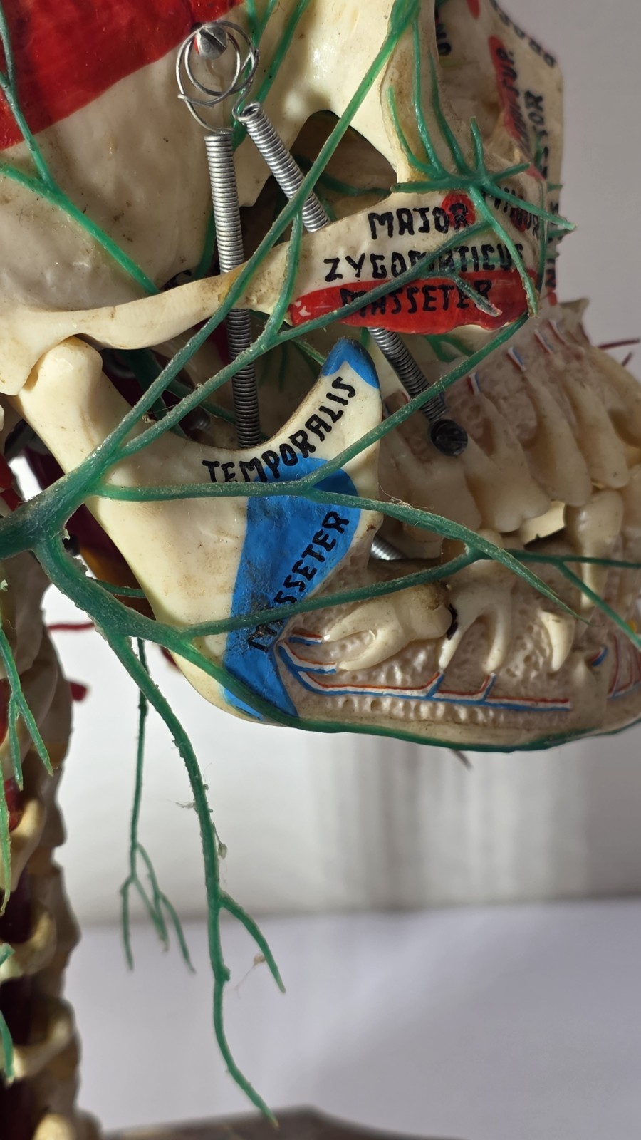 Antique Medical Plastic Lab Anatomical Science Human Skull Model Spring Mandible
