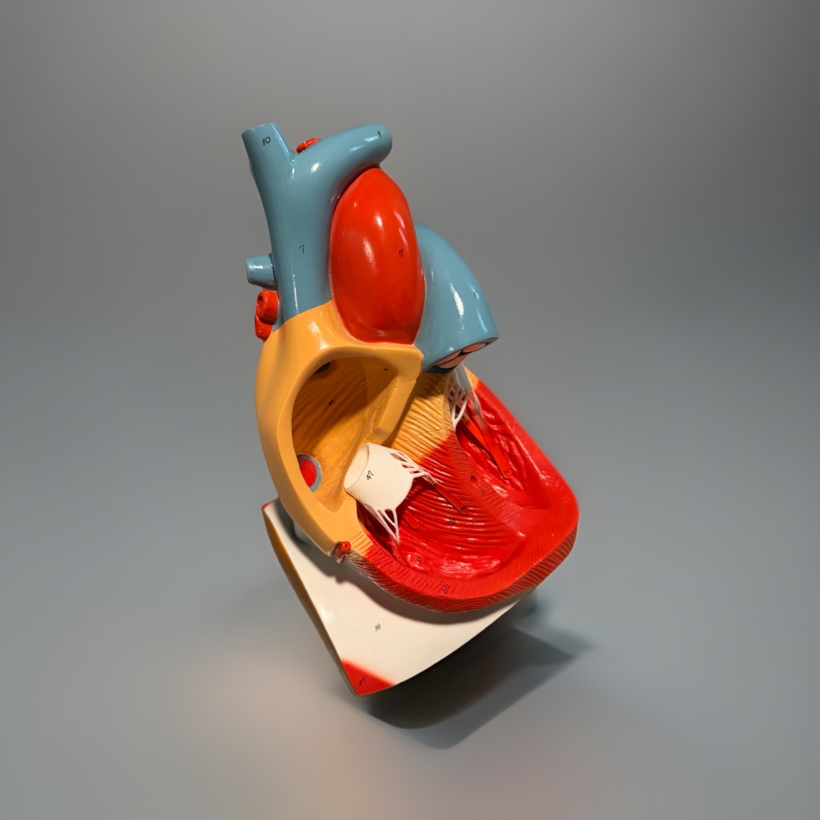 Anatomical Human Heart Model Medical Teaching Anatomy Classroom Study Aid