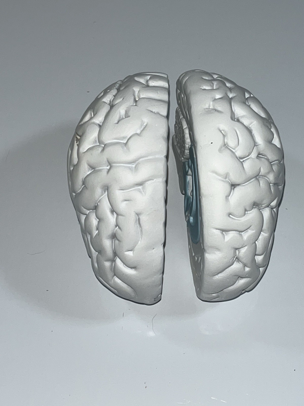 Scientific Model Human Brain 2-part, Display, Paint Your Way, Classroom, Study