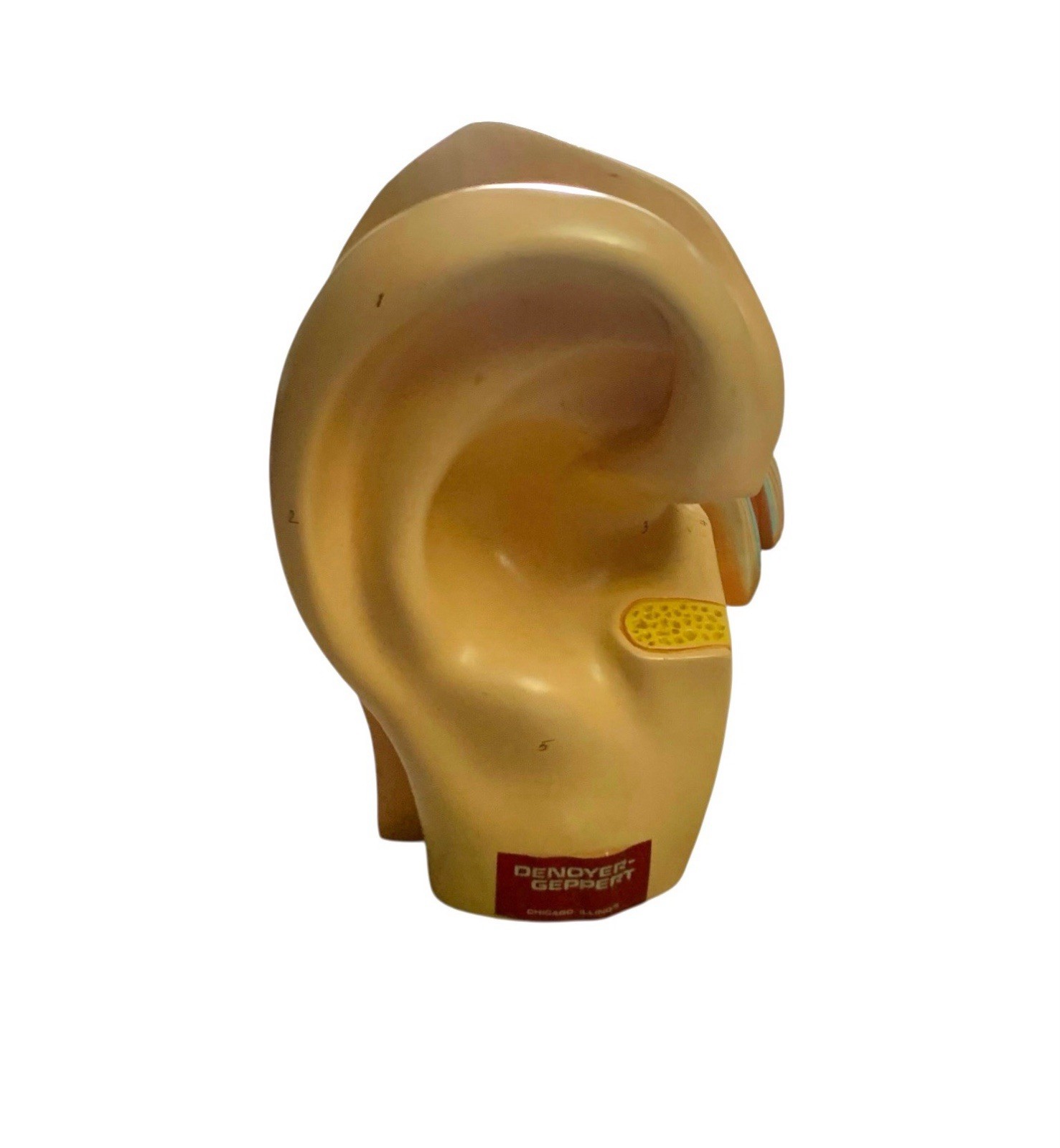 Ear Anatomy Model Signed Dated 1988 Science Medical Decor
