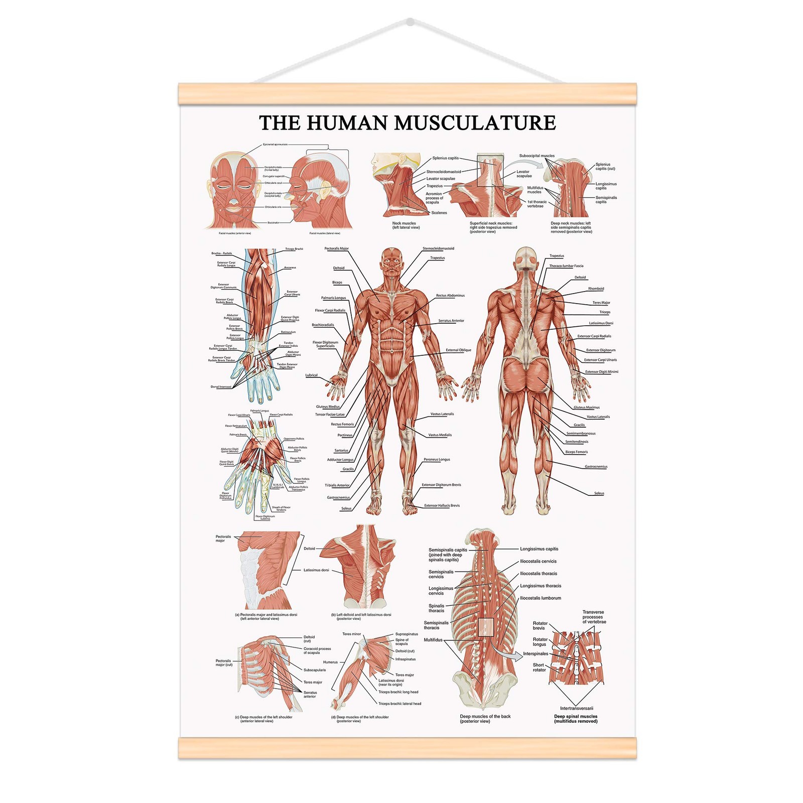 The Human Muscular System Chart Hanging Scroll Frame Canvas Print Human Anato…