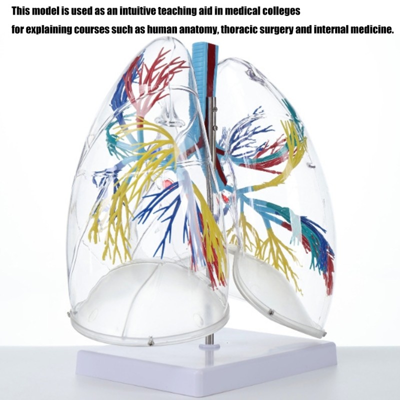 Life Size Anatomical Lung Respiratory System Model Education Tool for Teaching