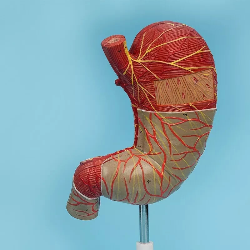 1.5x Size Human Digestive System Model Medical Science Stomach Anatomy