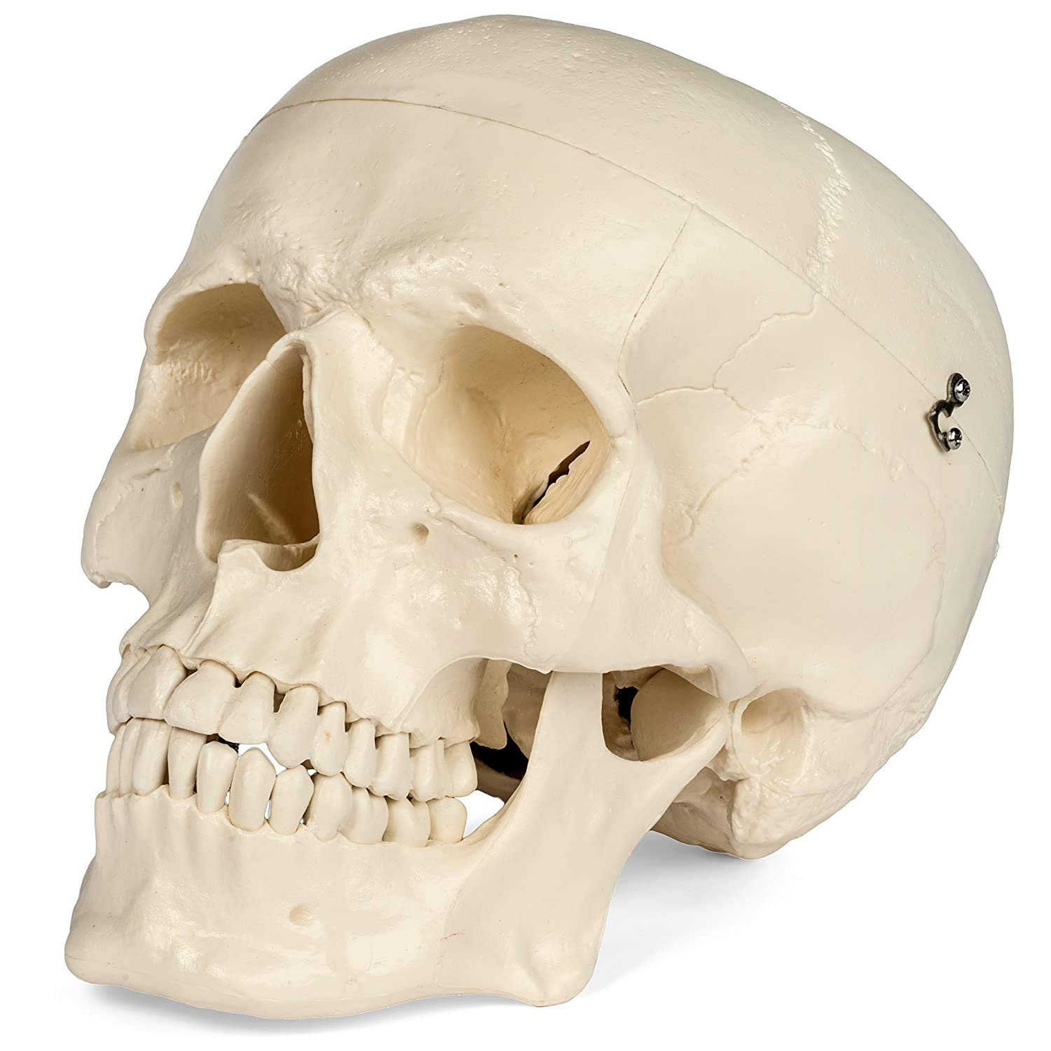 Medical Anatomical Skull Model – 1:1 Life Size Replica Anatomy Adult Human Head