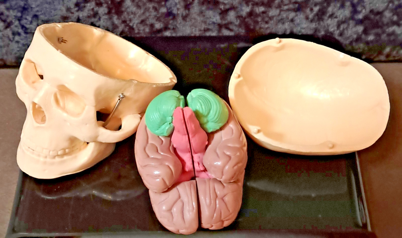 Vintage 4″x4″x4″ Heavy Plastic Human Skull & Brain Anatomical Teaching Model