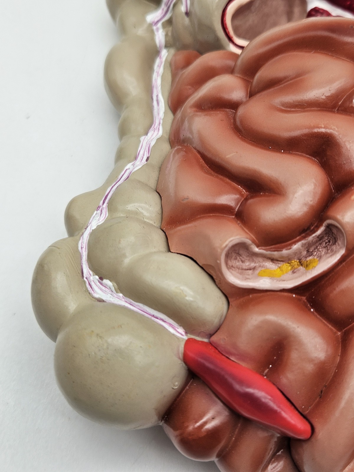 GI Tract Anatomy Model Handpainted Medical Display Gastro Intestinal Display
