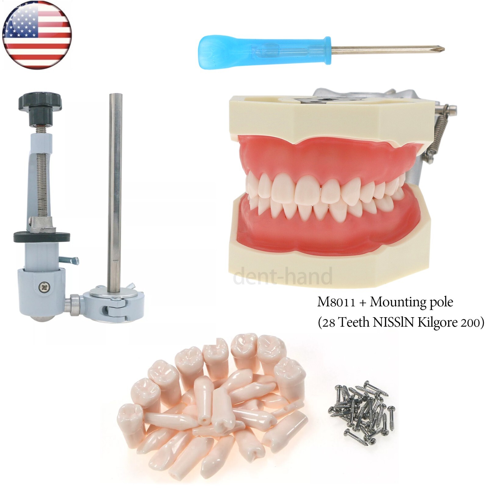 US Dental 28Pcs Typodont Teeth Mounting Pole Model fit Kilgore Nissin 200 Type
