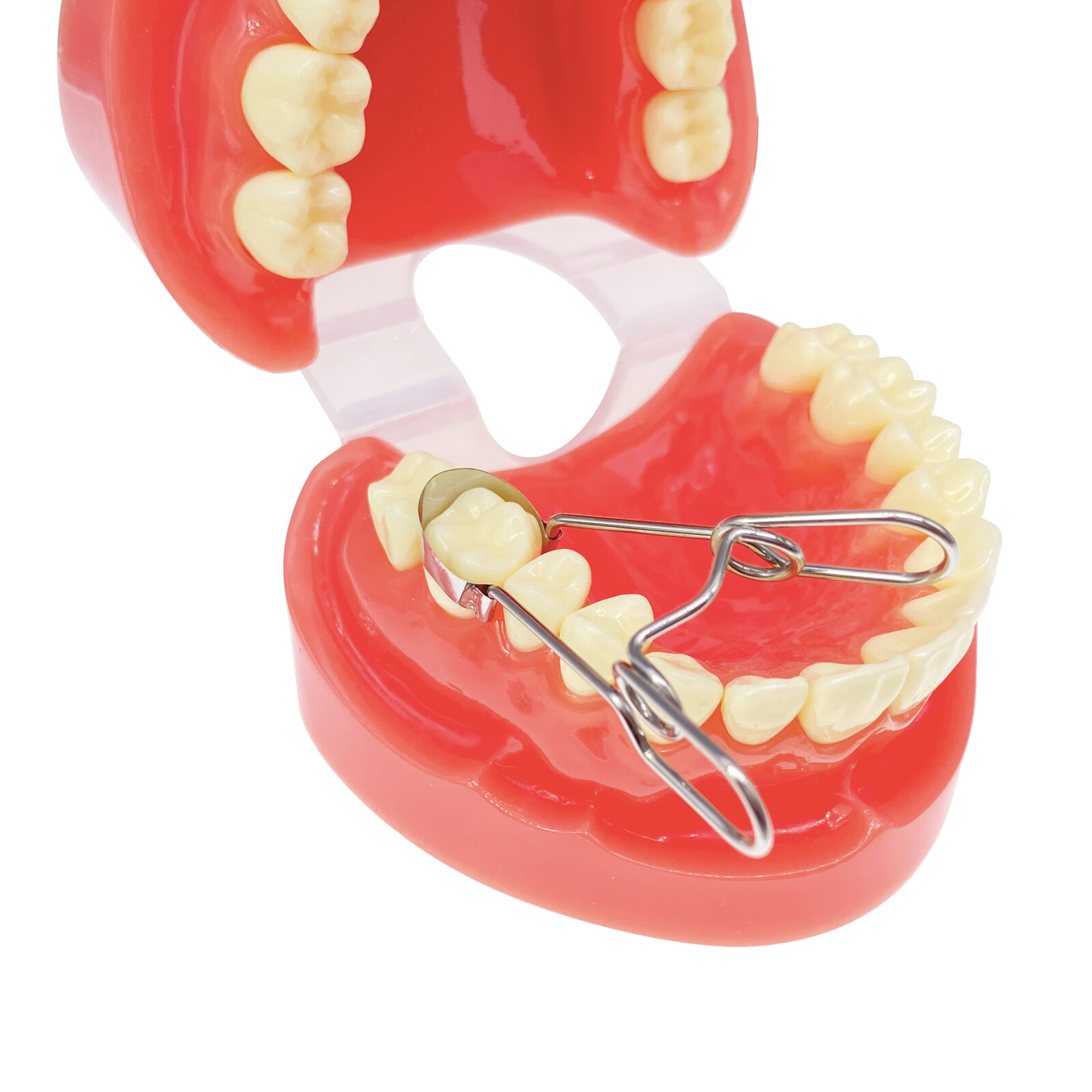 20Pcs/Pack Dental Saddle Contoured Metal Matrices Matrix Band / Springclip