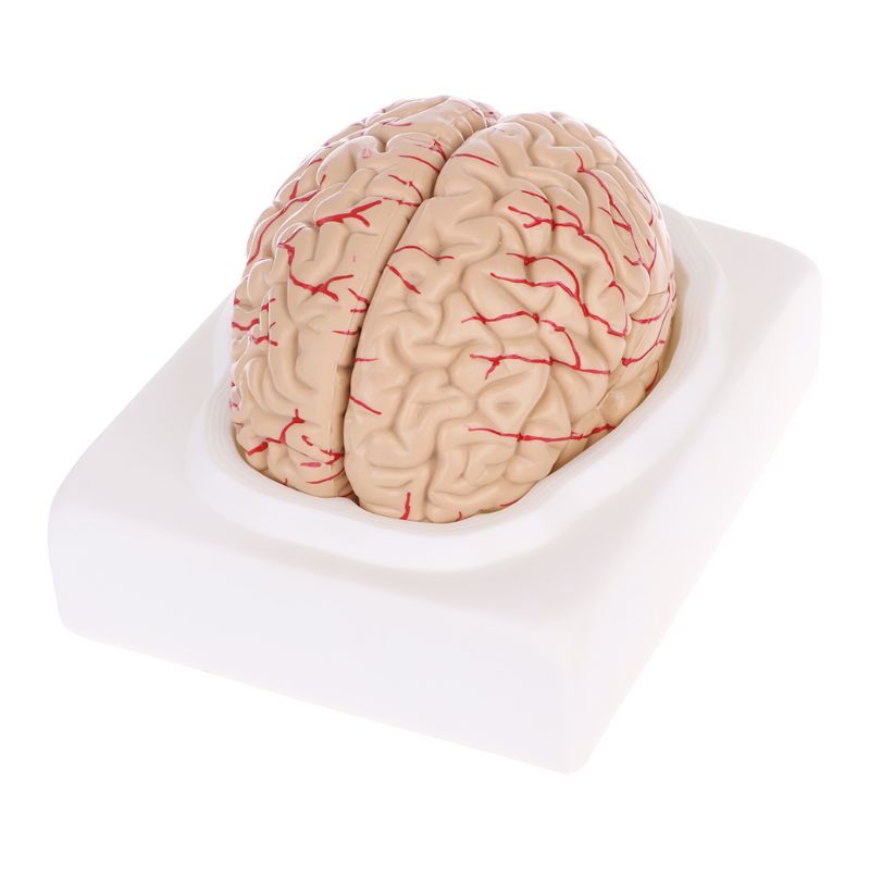 Human Brain Model Anatomical Anatomy Medical Teaching Education Study Science