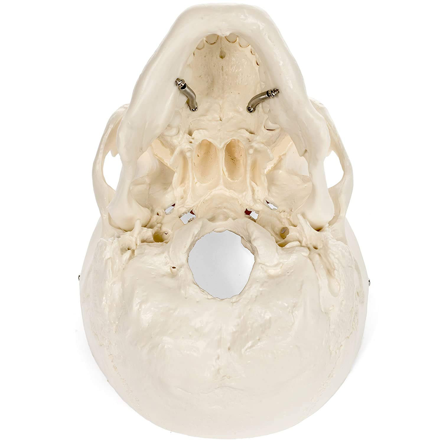 Medical Anatomical Skull Model – 1:1 Life Size Replica Anatomy Adult Human Head