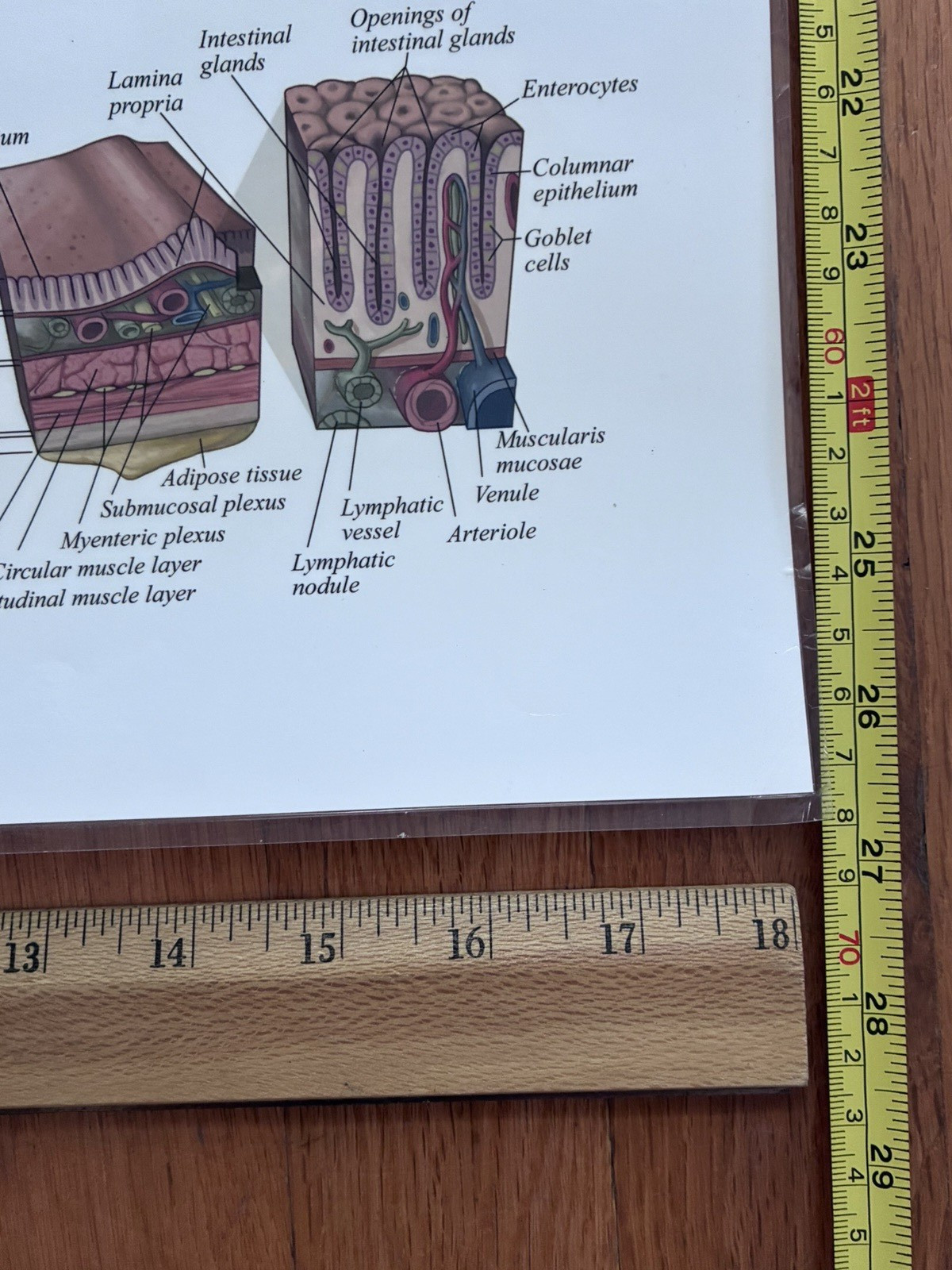 4 Human Anatomy Posters Laminated Medical Biology Health Classroom 18X27