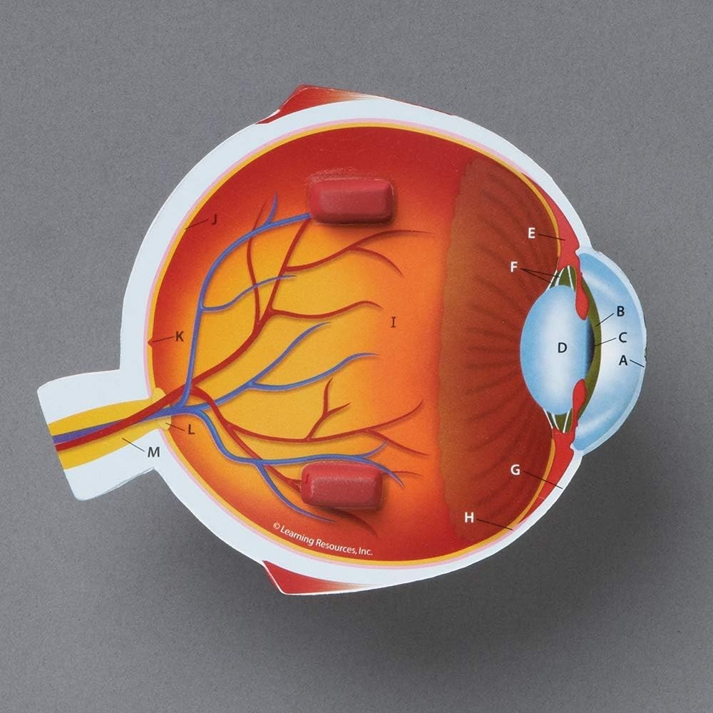 Cross-Section Eye Model for Anatomy Study, Educational Science Classroom Decor