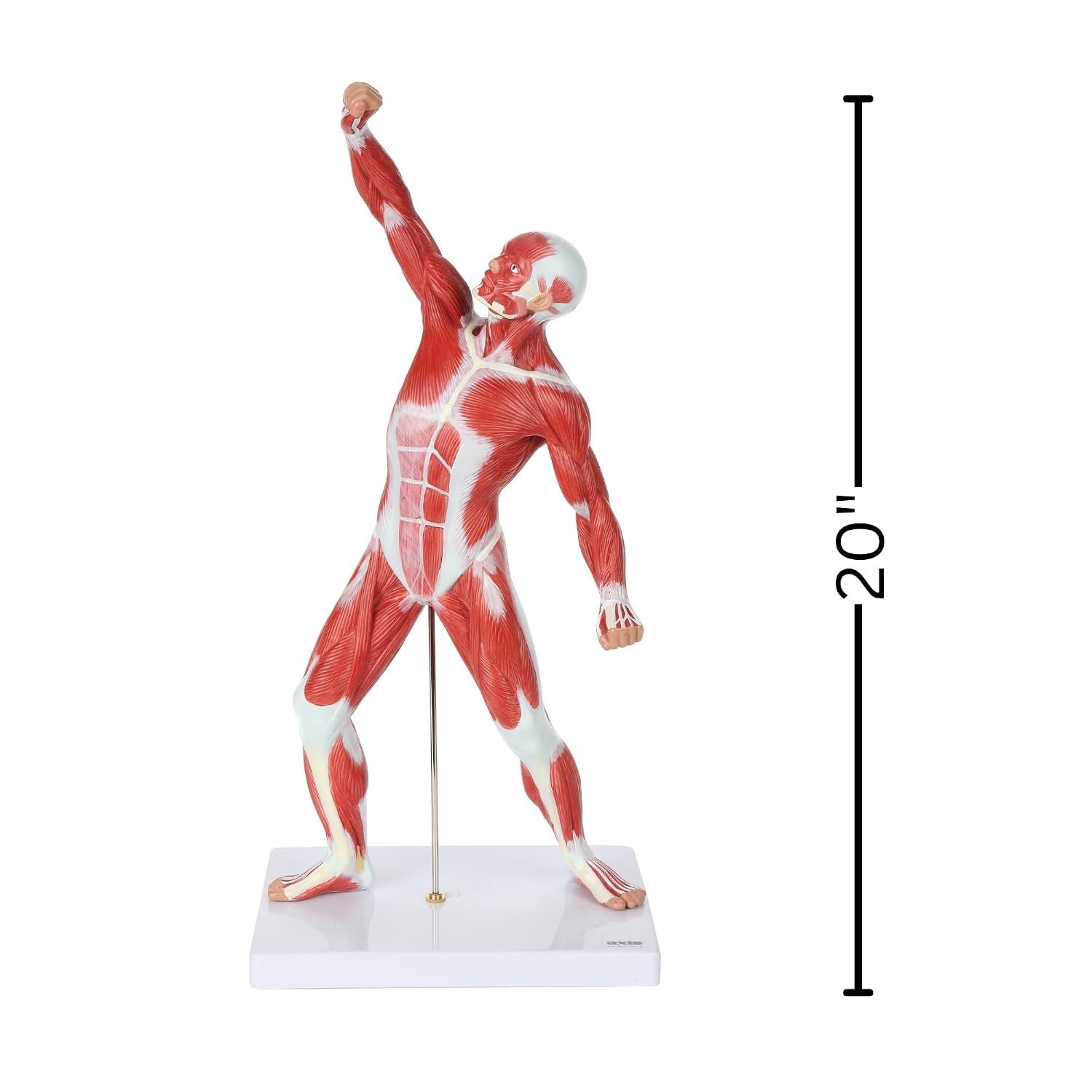 20″ Hand-Painted Miniature Human Muscular Model for Clinic & Classroom Display