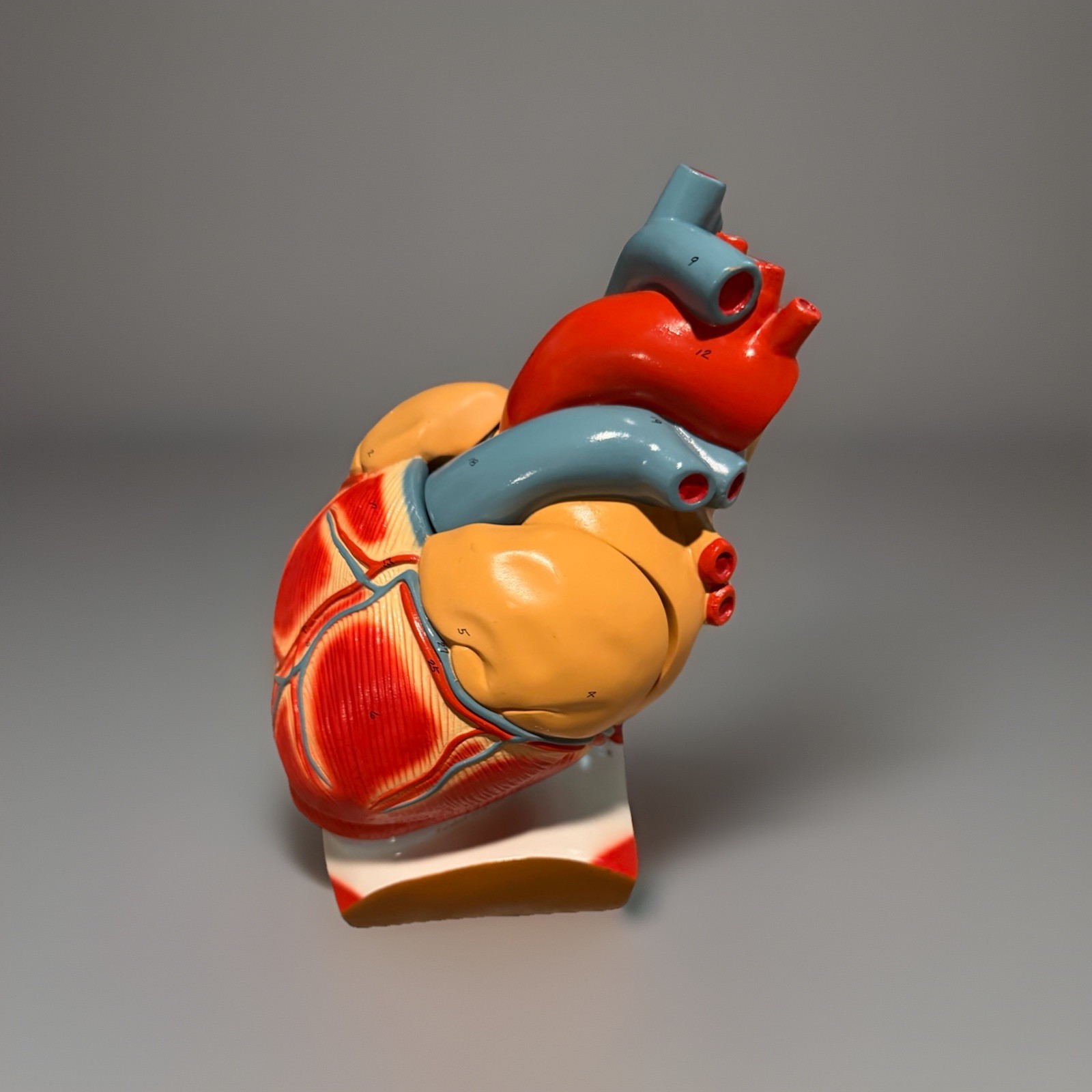 Anatomical Human Heart Model Medical Teaching Anatomy Classroom Study Aid