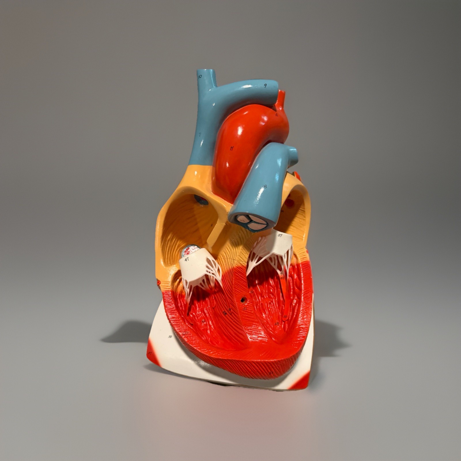 Anatomical Human Heart Model Medical Teaching Anatomy Classroom Study Aid