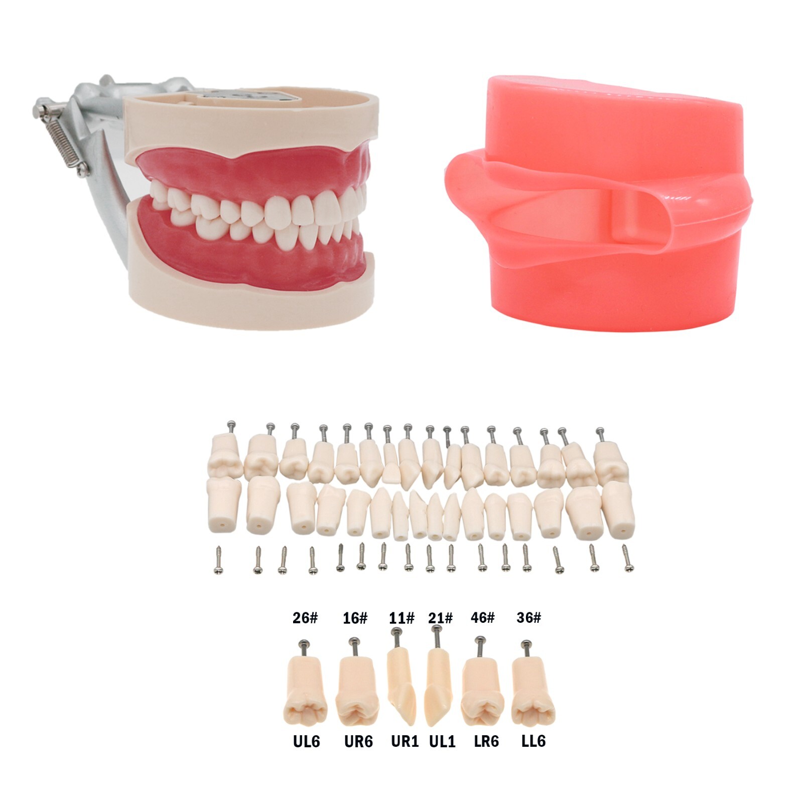Fit Kilgore NISSIN 200Type Model Dental Typodont Model With 32Pcs Screw-in Teeth
