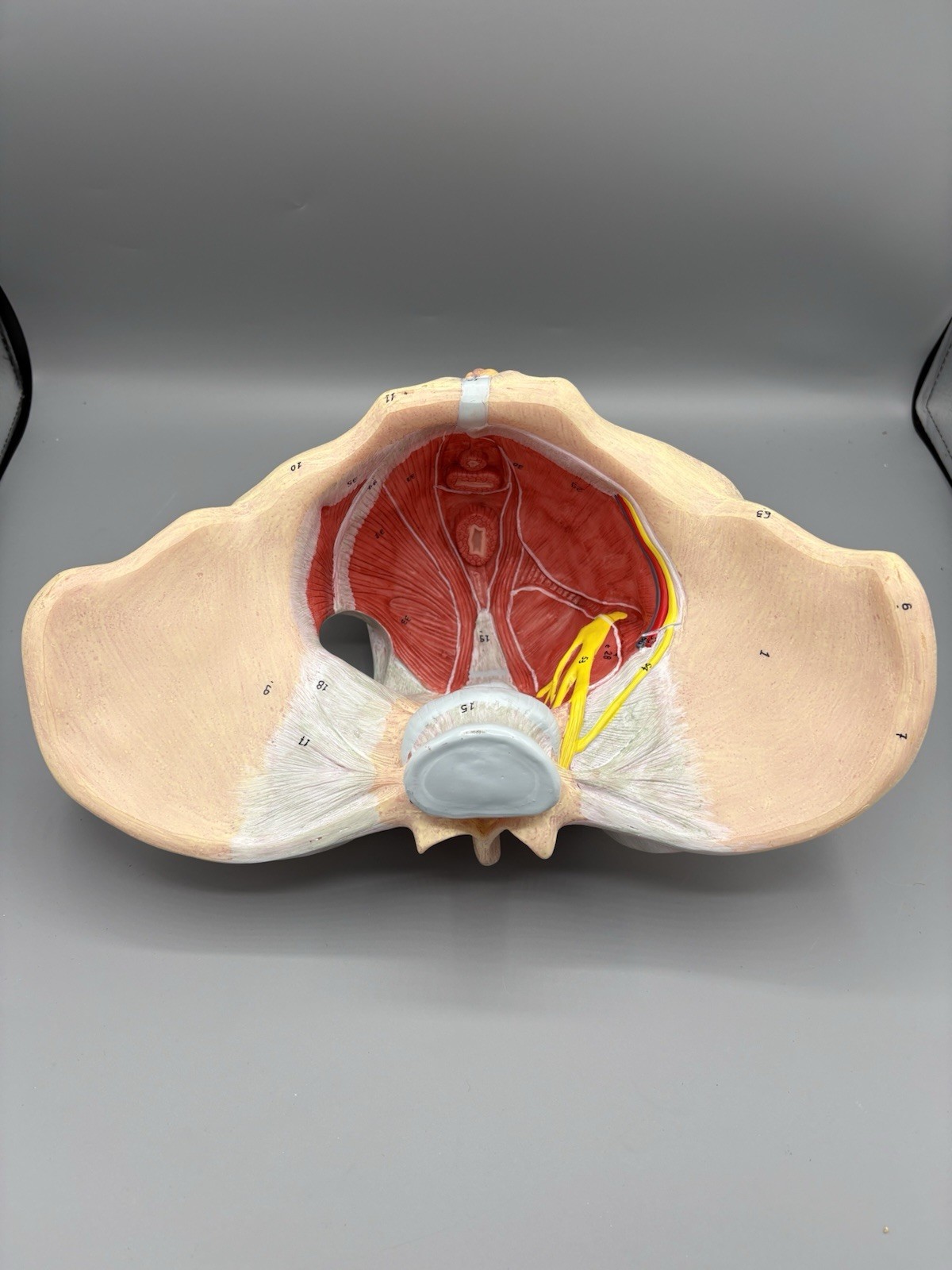 Female Pelvis Model with Pelvic Floor Muscles Perineal Model All in One Femal…