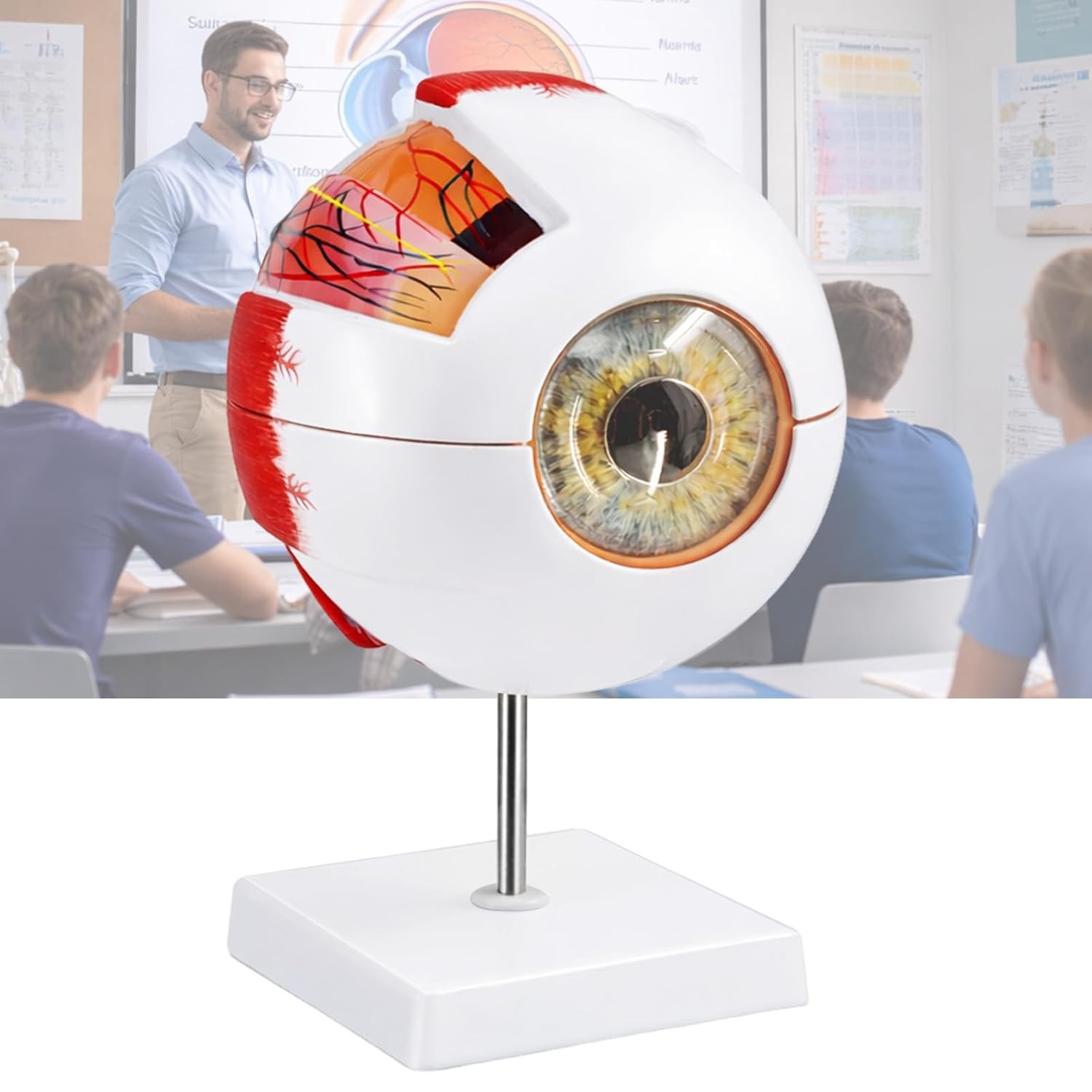 Eye Anatomy Model, 6X Enlarged Eyeball Model, Human Eye Anatomical Model for Sci