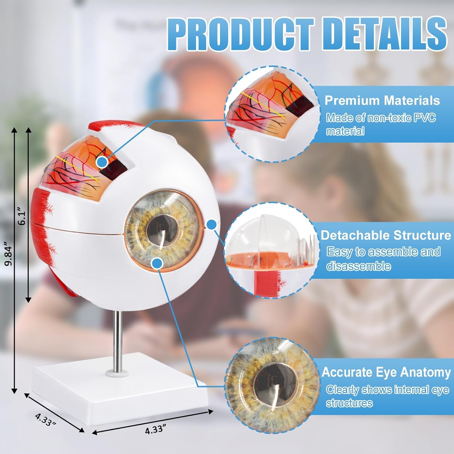Eye Anatomy Model, 6X Enlarged Eyeball Model, Human Eye Anatomical Model for Sci