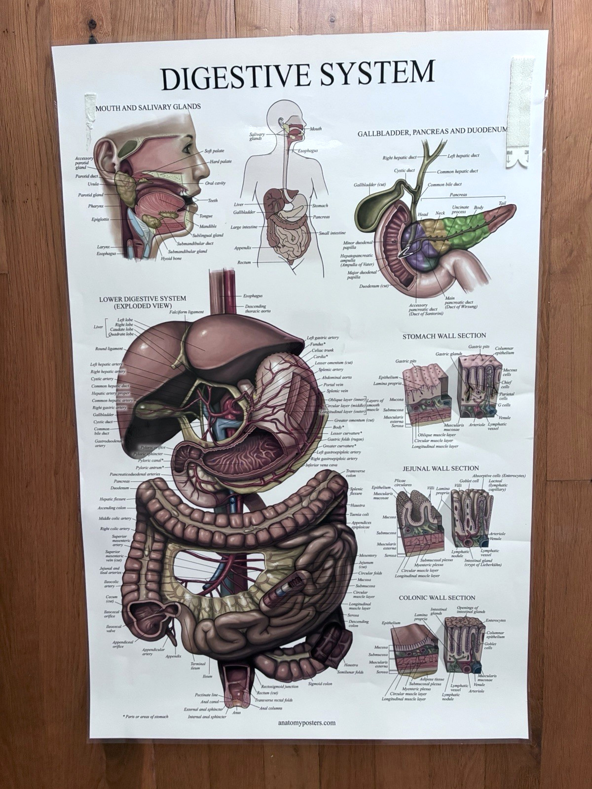 4 Human Anatomy Posters Laminated Medical Biology Health Classroom 18X27
