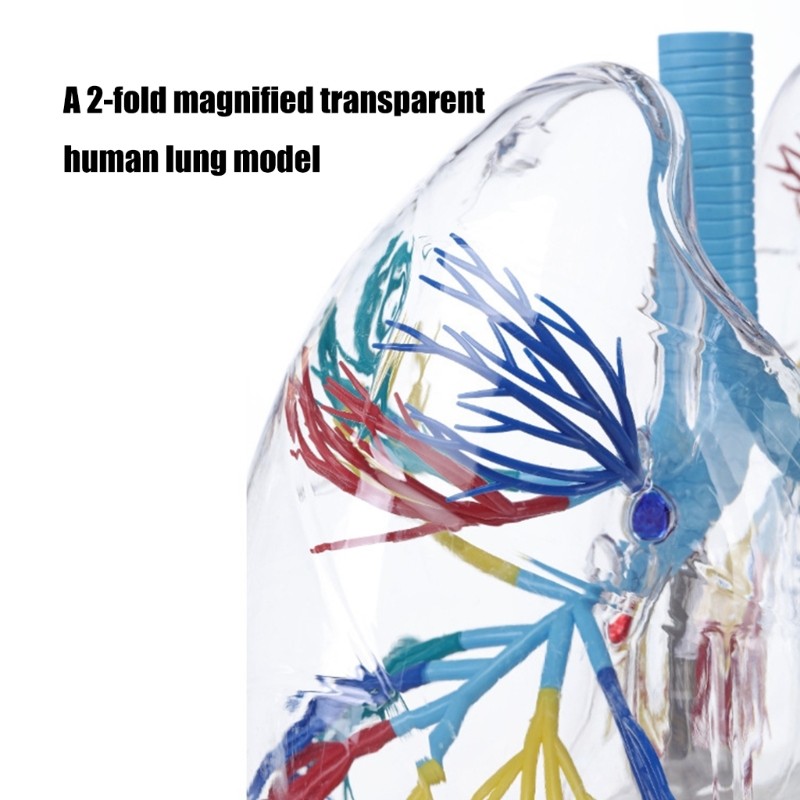 Life Size Anatomical Lung Respiratory System Model Education Tool for Teaching