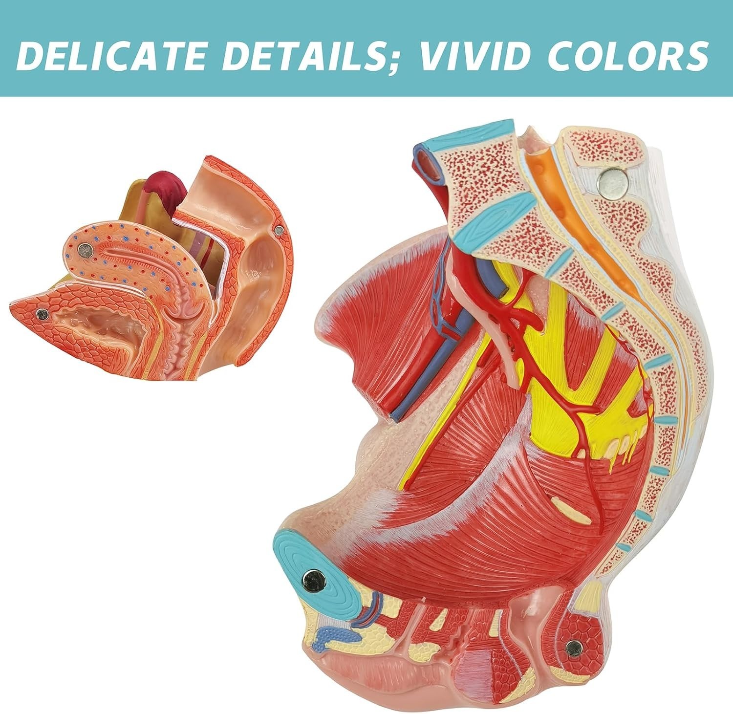 Life Size 4 Parts Human Female Pelvis Model with Pelvic Floor Muscles, Vessel…