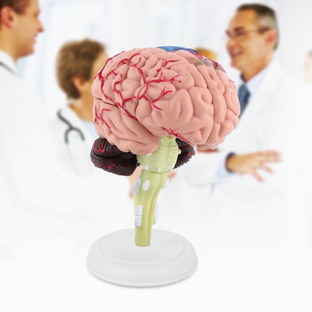 Anatomical Brain Model High Quality Assembling Tool Training Premium