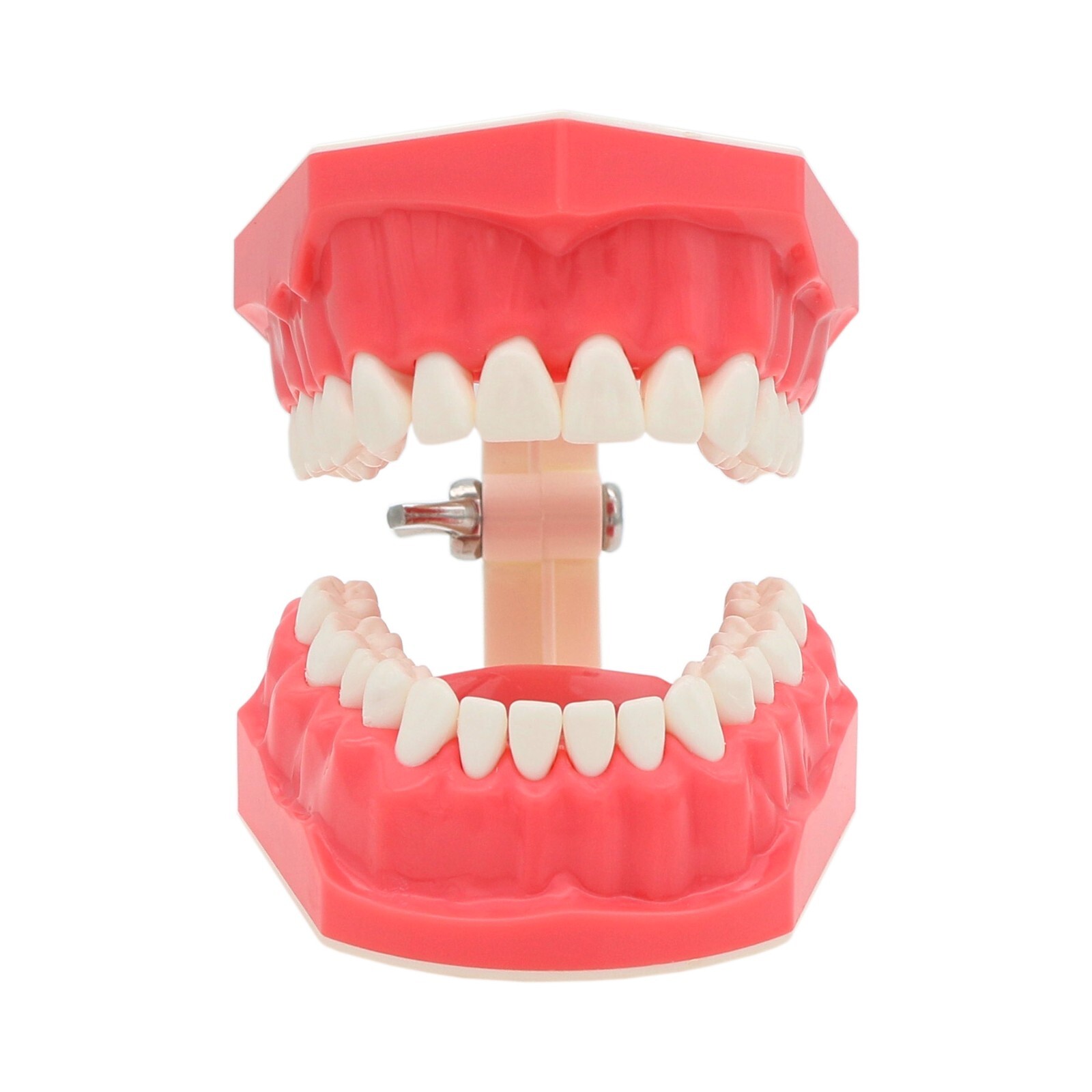 1:1 Dental Typodonts Teeth Model Orthodontic Metal Brackets Teaching Practice US