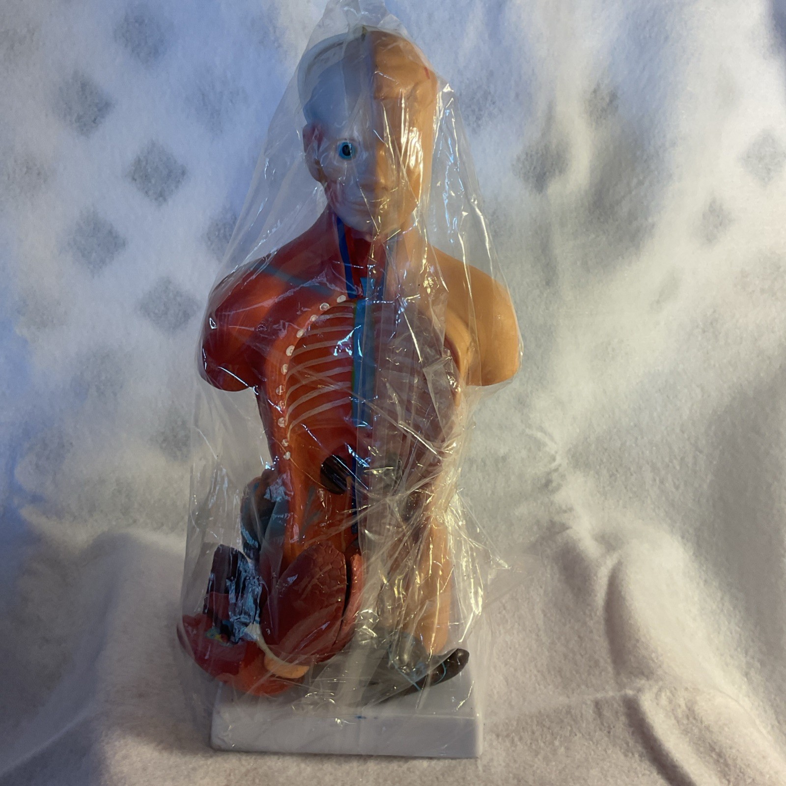 HORIZON Newest 2024 Human Anatomy Torso Model 10.5 Inch Anatomical Assembly of